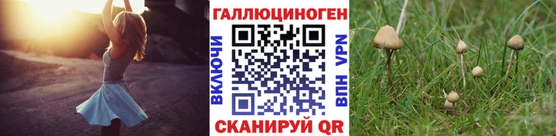 Галлюциногенные грибы Psilocybe Партизанск